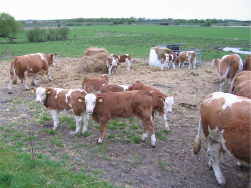 Simmental