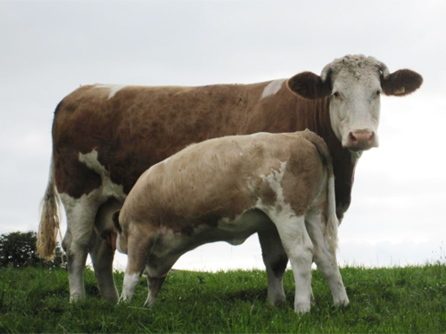 Simmental med kalv