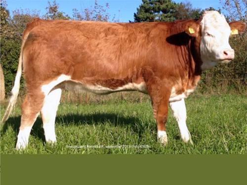 Simmental